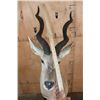 Image 8 : XXL LESSER KUDU Pedestal Mount