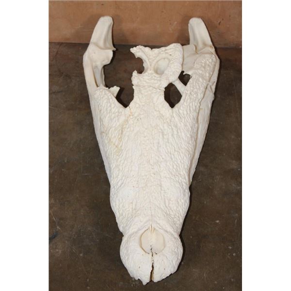 XXL CROCODILE Skull