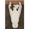 Image 1 : XXL CROCODILE Skull