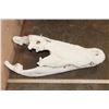 Image 2 : XXL CROCODILE Skull