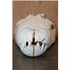 Image 5 : XXL CROCODILE Skull
