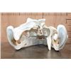 Image 7 : XXL CROCODILE Skull