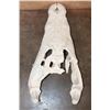 Image 8 : XXL CROCODILE Skull