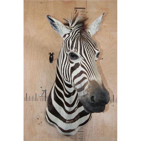 ZEBRA Shoulder Mount