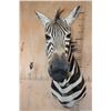 Image 2 : ZEBRA Shoulder Mount