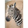 Image 3 : ZEBRA Shoulder Mount