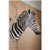 Image 4 : ZEBRA Shoulder Mount