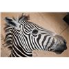 Image 5 : ZEBRA Shoulder Mount