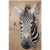 Image 6 : ZEBRA Shoulder Mount