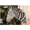 Image 8 : ZEBRA Shoulder Mount
