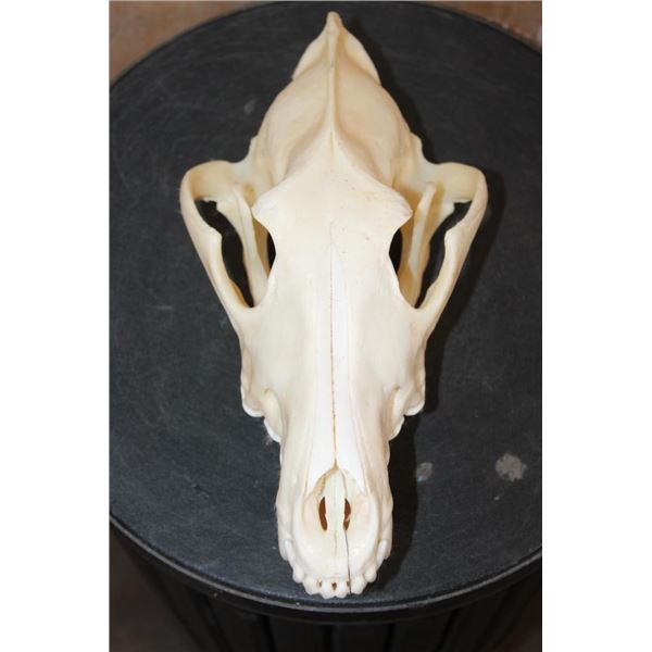 Big WOLF Skull with All its Teeth