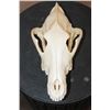 Image 1 : Big WOLF Skull with All its Teeth