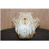 Image 2 : Big WOLF Skull with All its Teeth