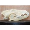 Image 3 : Big WOLF Skull with All its Teeth