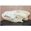 Image 4 : Big WOLF Skull with All its Teeth