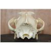 Image 5 : Big WOLF Skull with All its Teeth