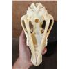 Image 6 : Big WOLF Skull with All its Teeth