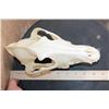 Image 7 : Big WOLF Skull with All its Teeth