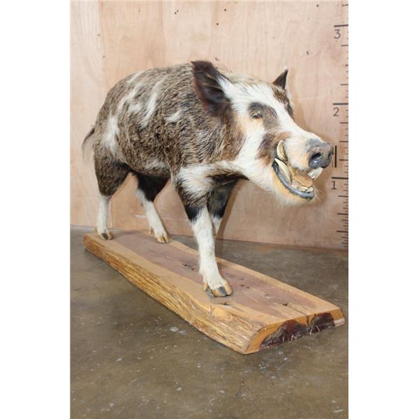 Life-sized Feral PIG, WILD HOG, or BOAR on a Wood Slab Base