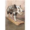 Image 1 : Life-sized Feral PIG, WILD HOG, or BOAR on a Wood Slab Base