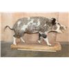 Image 2 : Life-sized Feral PIG, WILD HOG, or BOAR on a Wood Slab Base