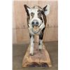 Image 3 : Life-sized Feral PIG, WILD HOG, or BOAR on a Wood Slab Base