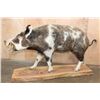 Image 4 : Life-sized Feral PIG, WILD HOG, or BOAR on a Wood Slab Base