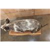 Image 5 : Life-sized Feral PIG, WILD HOG, or BOAR on a Wood Slab Base
