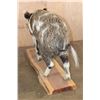 Image 6 : Life-sized Feral PIG, WILD HOG, or BOAR on a Wood Slab Base