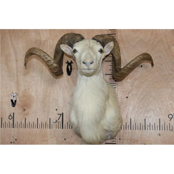 XL TEXAS DALL Sheep Shoulder Mount