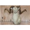 Image 1 : XL TEXAS DALL Sheep Shoulder Mount