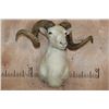 Image 2 : XL TEXAS DALL Sheep Shoulder Mount