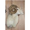 Image 3 : XL TEXAS DALL Sheep Shoulder Mount