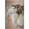 Image 4 : XL TEXAS DALL Sheep Shoulder Mount