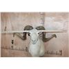 Image 5 : XL TEXAS DALL Sheep Shoulder Mount