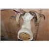 Image 6 : XL TEXAS DALL Sheep Shoulder Mount