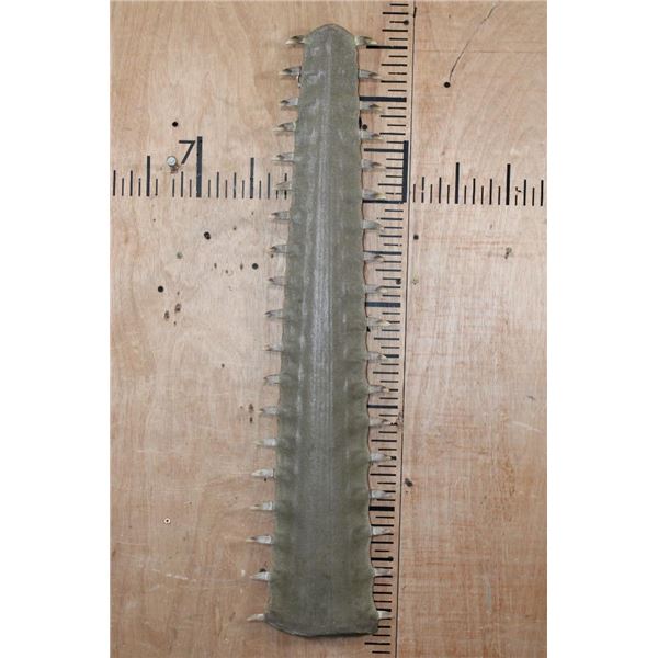 *TEXAS RESIDENTS ONLY* XL GREATER SAWFISH Rostrum or "Saw"