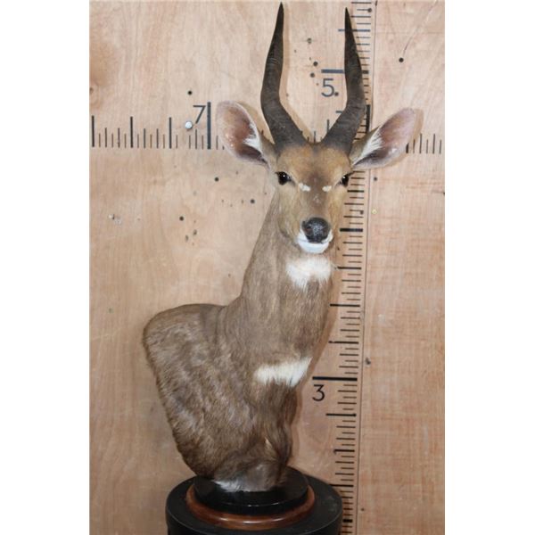 BUSHBUCK Table Pedestal Mount