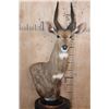 Image 1 : BUSHBUCK Table Pedestal Mount
