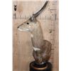 Image 3 : BUSHBUCK Table Pedestal Mount