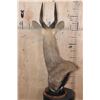 Image 4 : BUSHBUCK Table Pedestal Mount
