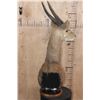 Image 5 : BUSHBUCK Table Pedestal Mount