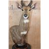 Image 6 : BUSHBUCK Table Pedestal Mount