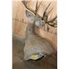 Image 10 : Huge 34-Point WHITETAIL DEER Wall Pedestal with Tooled Leather Backing