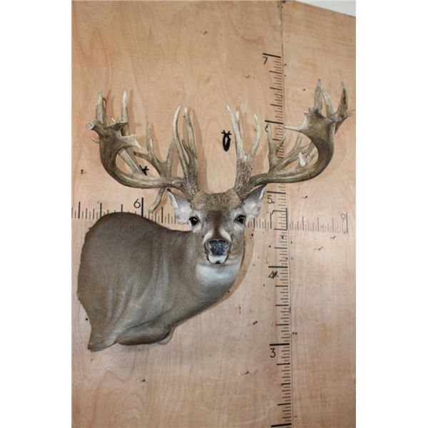 Huge 34-Point WHITETAIL DEER Wall Pedestal with Tooled Leather Backing