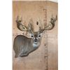 Image 1 : Huge 34-Point WHITETAIL DEER Wall Pedestal with Tooled Leather Backing