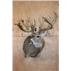 Image 2 : Huge 34-Point WHITETAIL DEER Wall Pedestal with Tooled Leather Backing
