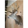 Image 3 : Huge 34-Point WHITETAIL DEER Wall Pedestal with Tooled Leather Backing