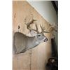 Image 4 : Huge 34-Point WHITETAIL DEER Wall Pedestal with Tooled Leather Backing