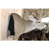 Image 5 : Huge 34-Point WHITETAIL DEER Wall Pedestal with Tooled Leather Backing